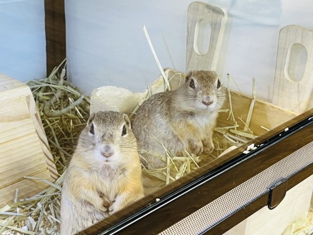 リチャードソンジリス