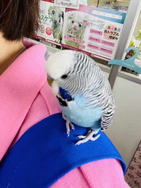 ジャンボセキセイインコ