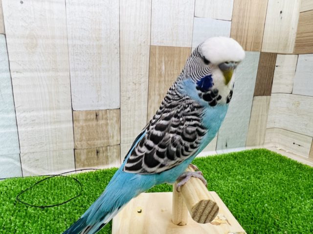 ジャンボセキセイインコ