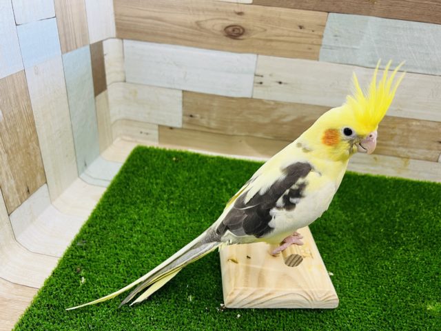 オカメインコ