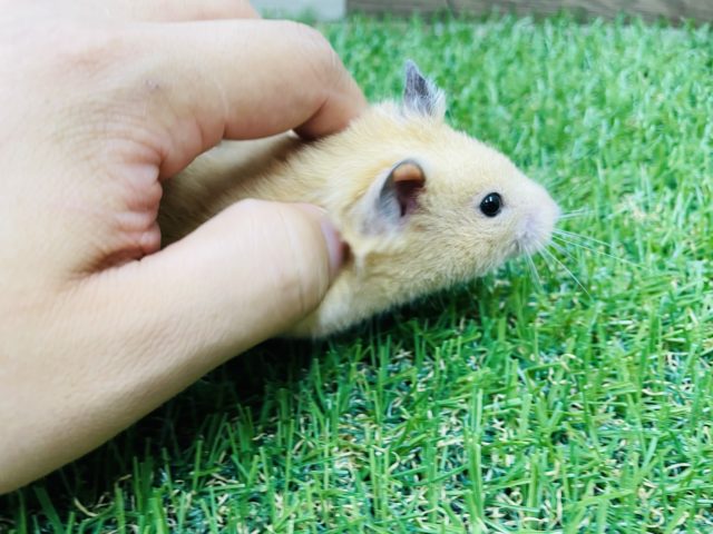 ゴールデンハムスター