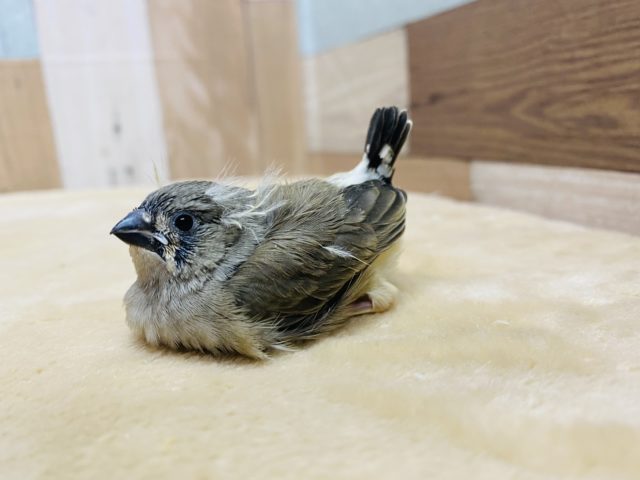 錦花鳥（キンカチョウ）