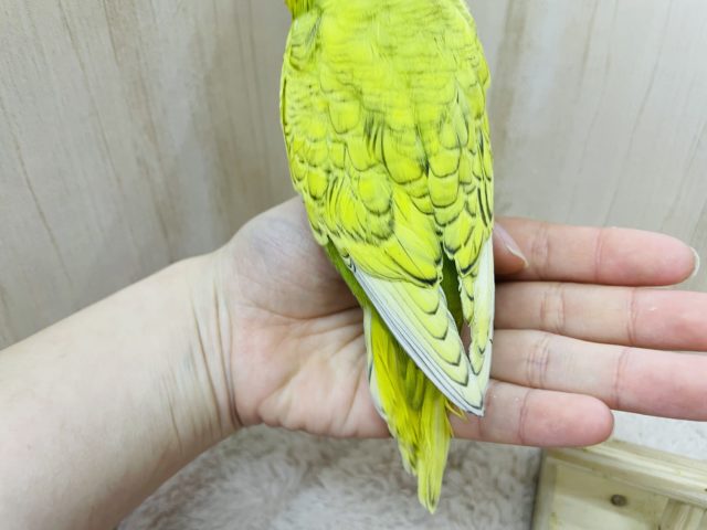 ジャンボセキセイインコ