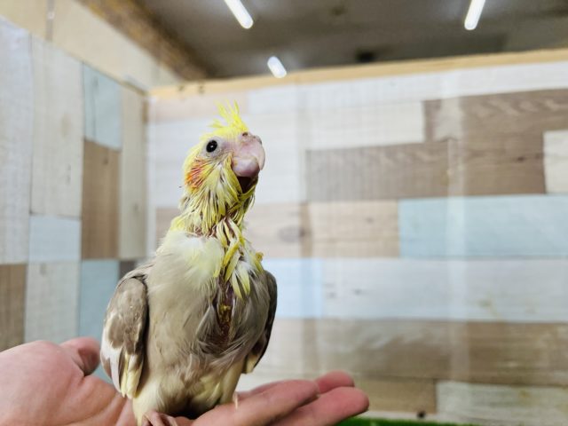 マッチョ?なシナモンオカメインコ☆ オカメインコ