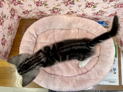 アメリカンショートヘア