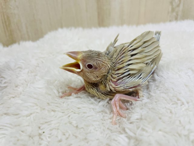 シナモン文鳥