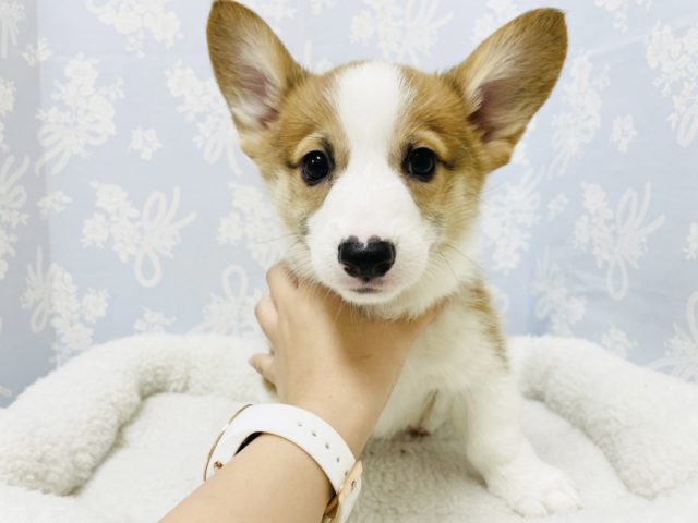 ウェルシュコーギー・ペンブローグ