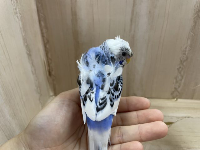 羽衣セキセイインコ