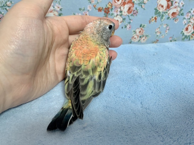 アキクサインコ（秋草インコ）