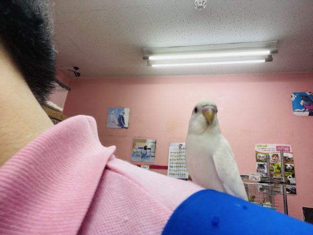 セキセイインコ