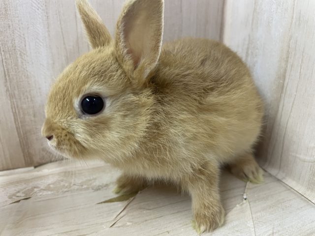 ネザーランドドワーフ