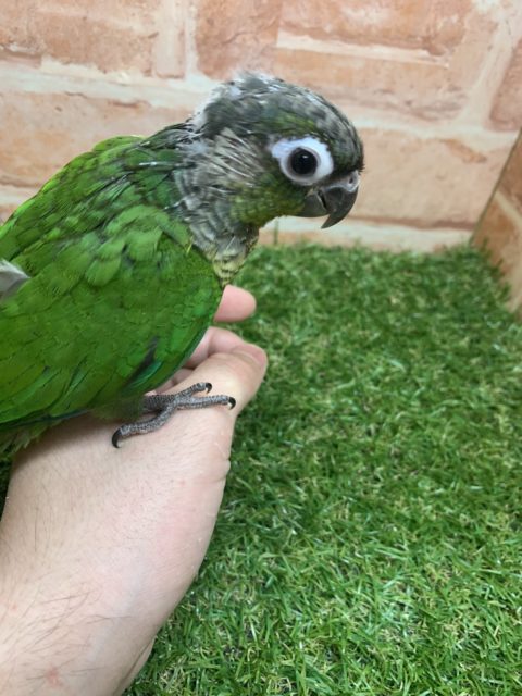 べたなれ♡ウロコインコがやってきた! ホオミドリウロコインコ
