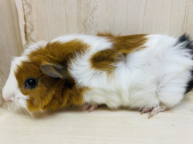 アビシニアンモルモット