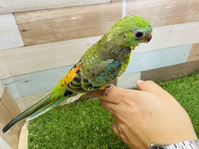 ビセイインコ（美声インコ）