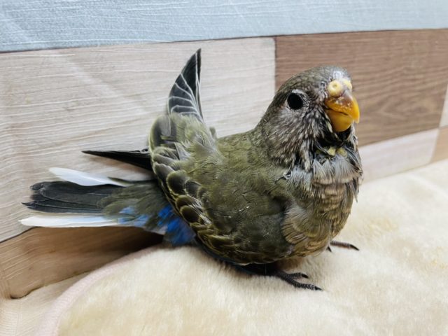 アキクサインコ（秋草インコ）