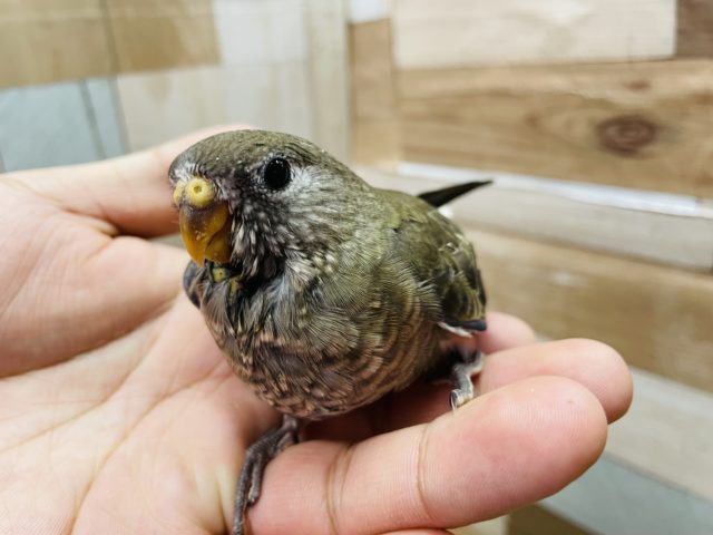 アキクサインコ（秋草インコ）