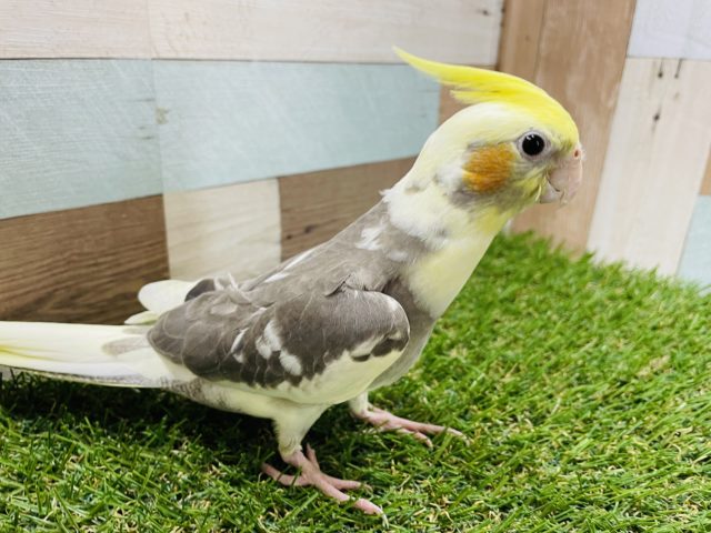 オカメインコ