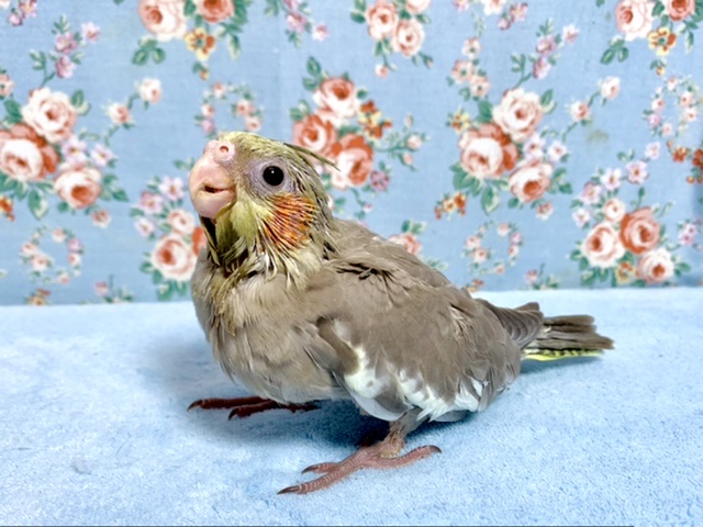 オカメインコ