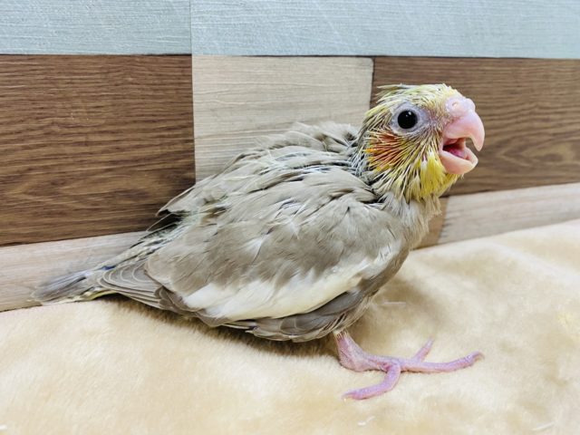 オカメインコ