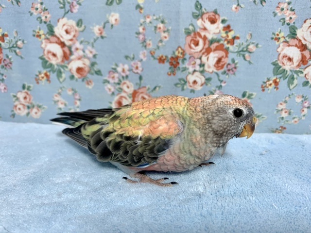 アキクサインコ（秋草インコ）
