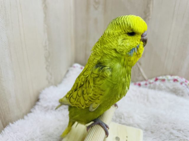 ジャンボセキセイインコ