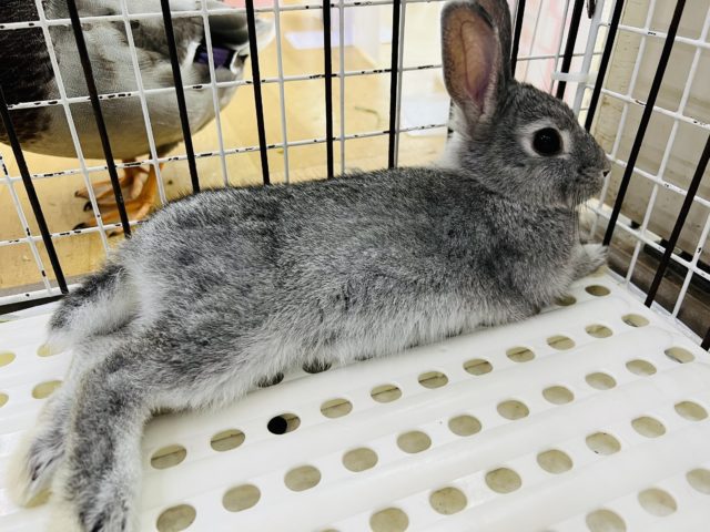 ネザーランドドワーフ