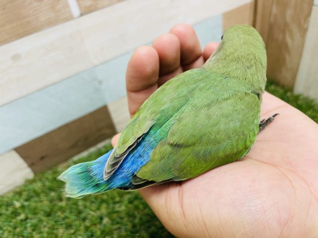 コザクラインコ（小桜インコ）