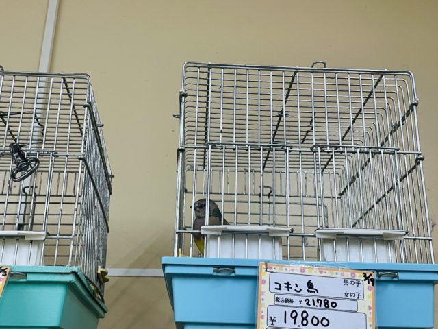 注目です!!最新画像になります!ヒナ限定!口元に光る青いダイヤモンド!!コキン鳥ヒナ来ましたよ〜 コキンチョウ