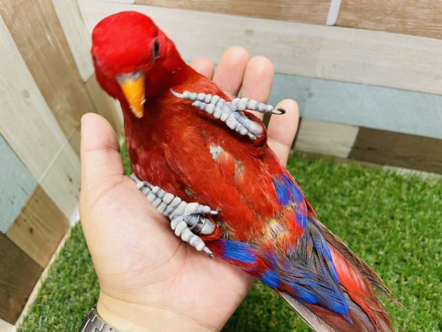 ヒインコ