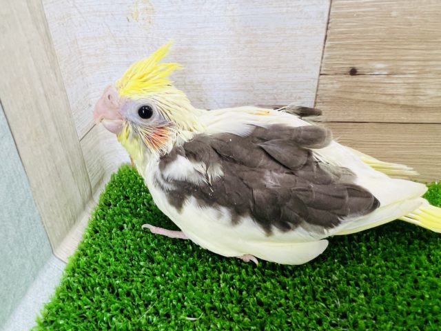 世界に1羽のカラー?パイドオカメインコ☆ オカメインコ