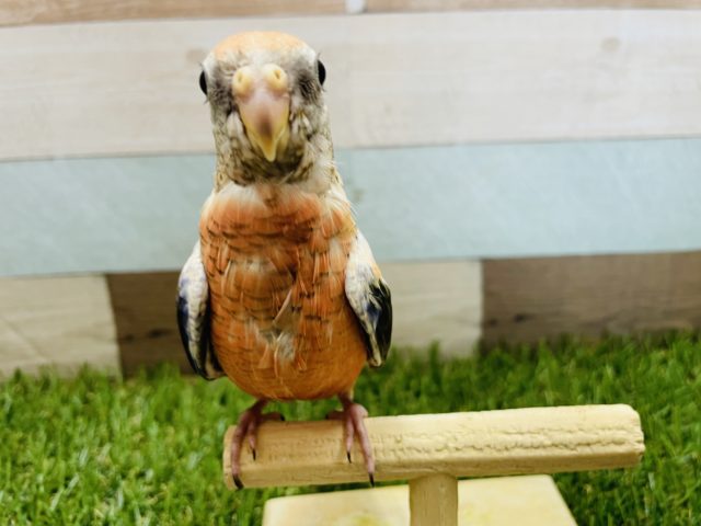 アキクサインコ（秋草インコ）