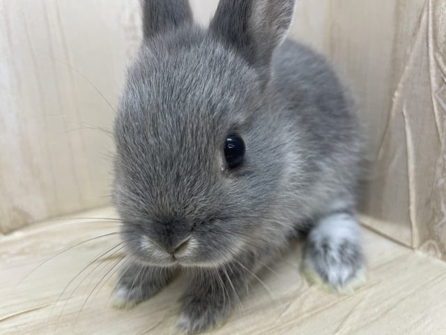 ネザーランドドワーフ