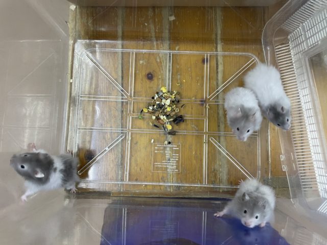 ゴールデンハムスター