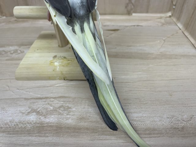 オカメインコ