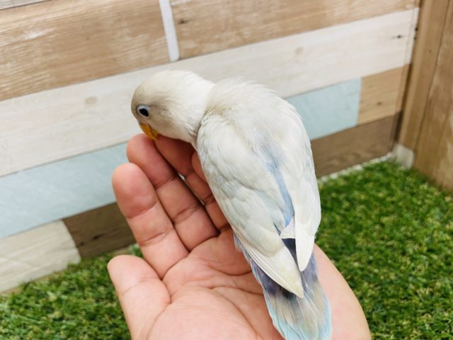 シロボタンインコ