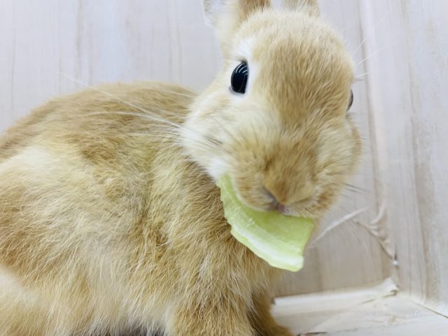 ネザーランドドワーフ