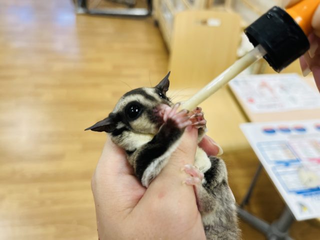 フクロモモンガ