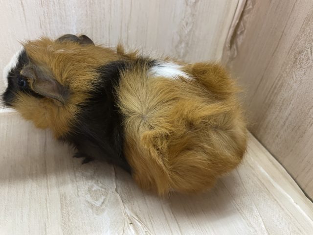 アビシニアンモルモット