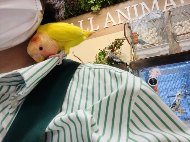 コザクラインコ（小桜インコ）