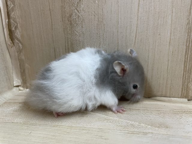 ゴールデンハムスター