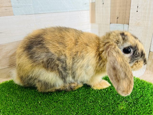 ロップイヤーラビット