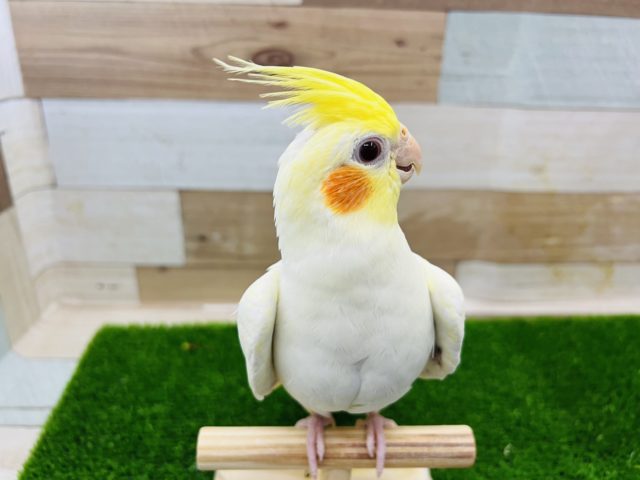 オカメインコ