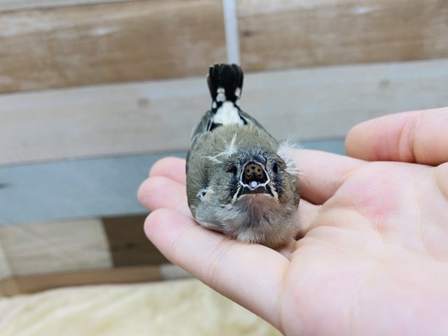 錦花鳥（キンカチョウ）