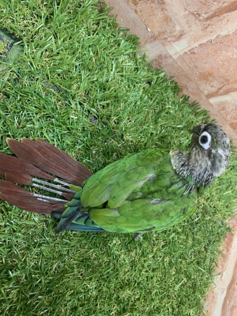 べたなれ♡ウロコインコがやってきた! ホオミドリウロコインコ