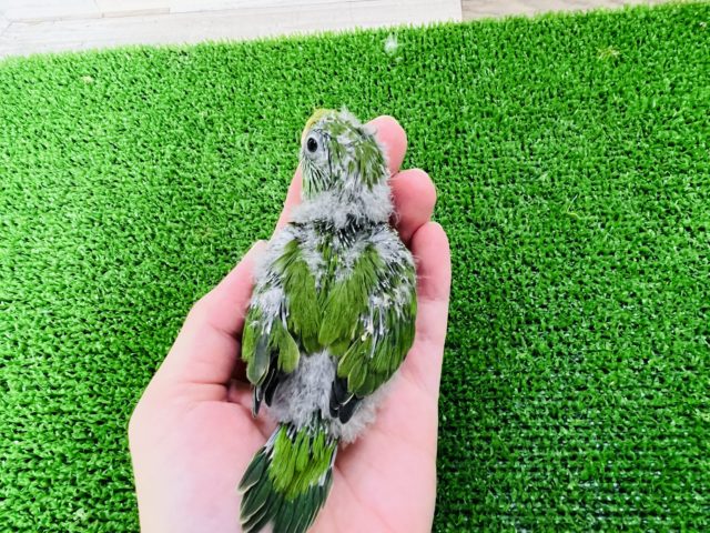 アサギリインコ