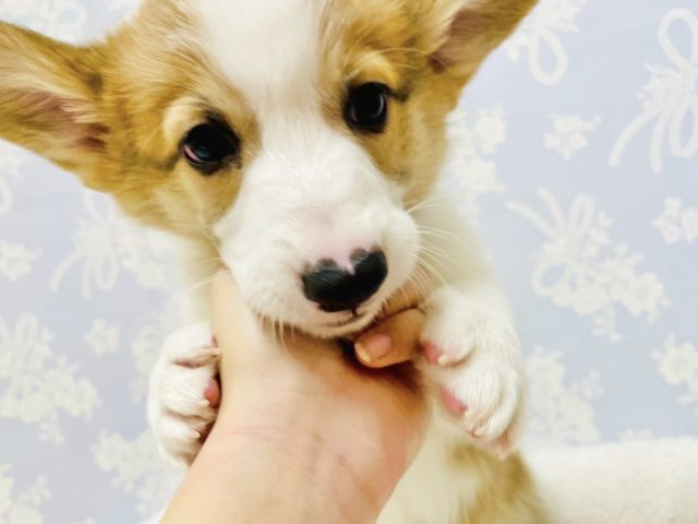 ウェルシュコーギー・ペンブローグ