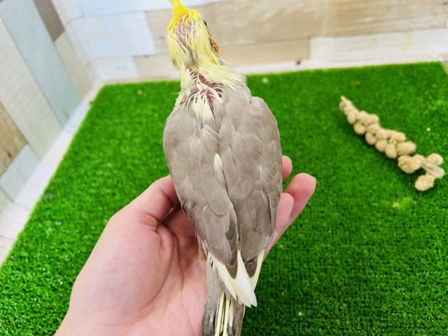 マッチョ?なシナモンオカメインコ☆ オカメインコ
