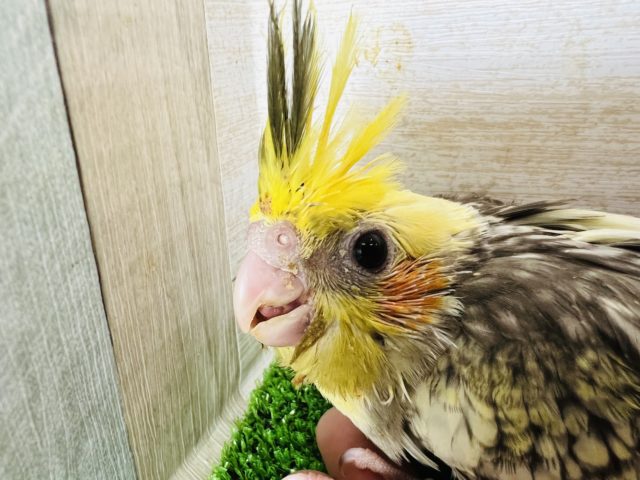 オカメインコ