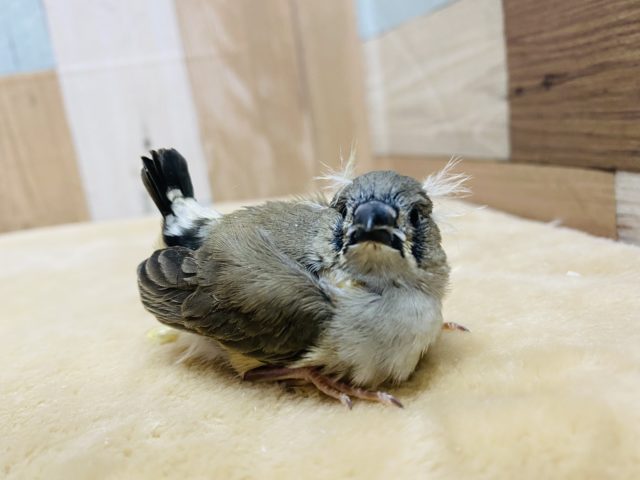 錦花鳥（キンカチョウ）