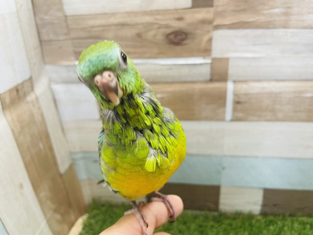 ビセイインコ（美声インコ）